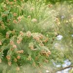 cedar-pollen